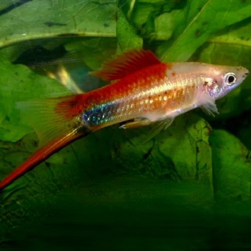 Xiphophorus helleri - Porte épée Pineapple mickey mouse